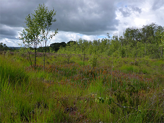 Bog asphodel