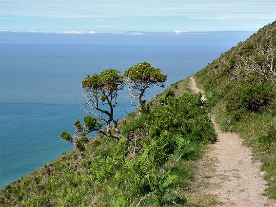 Trees by the coast path