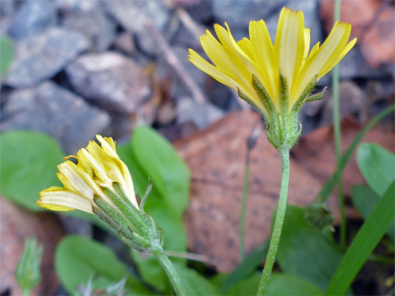 Smooth hawksbeard (crepis capillaris), Malvern Hills, Worcestershire