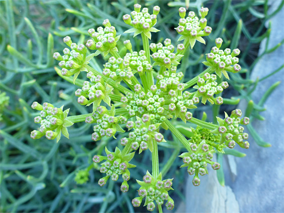 Crithmum maritimum (rock samphire), Nash Point, Vale of Glamorgan