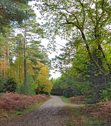 Crowthorne Wood