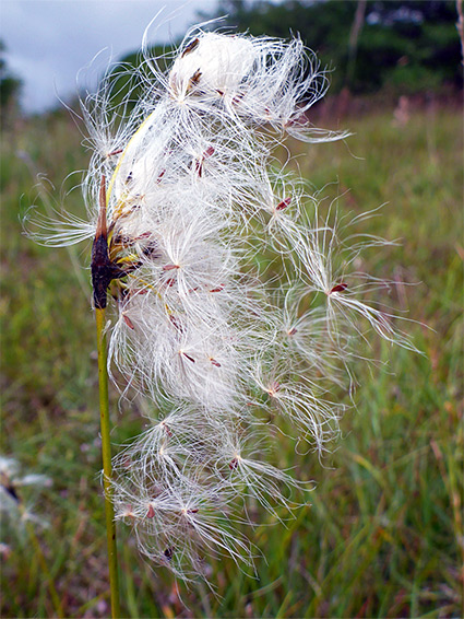 Broad-leaved cotton grass