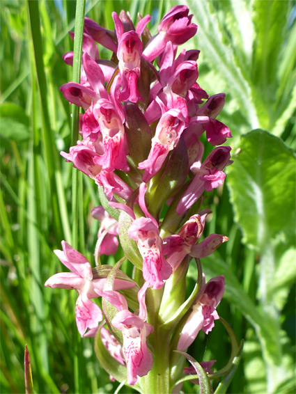 Early marsh orchid (dactylorhiza incarnata ssp coccinea), Kenfig, Bridgend