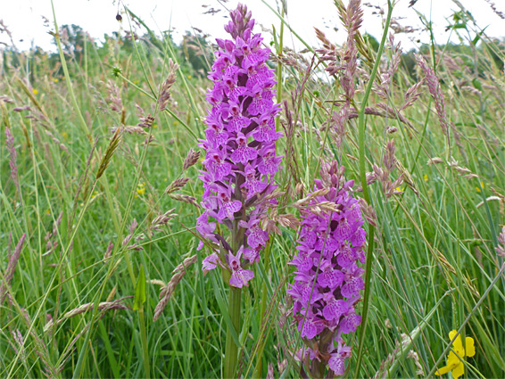 Southern marsh orchid