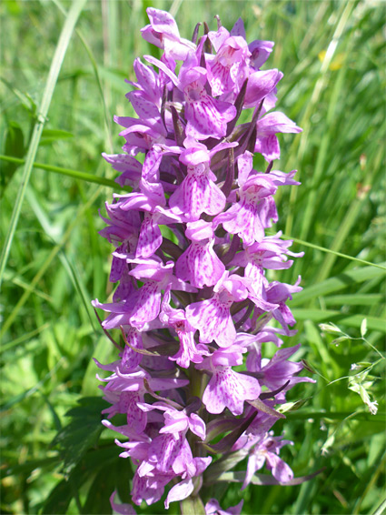 Southern marsh orchid (dactylorhiza praetermissa), Tuckmill Meadow, Oxfordshire