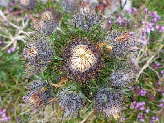 Carline thistle