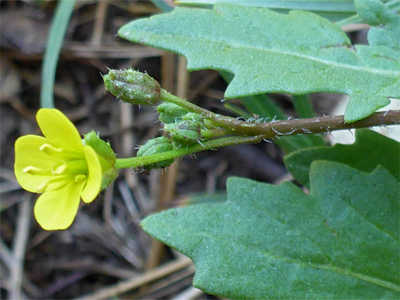 Annual wall-rocket (diplotaxis muralis), Avon Gorge, Bristol