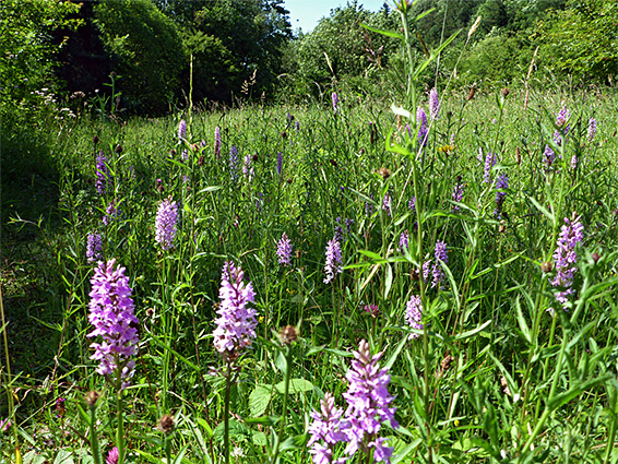 Common spotted orchids