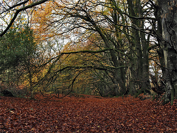 Spreading branches