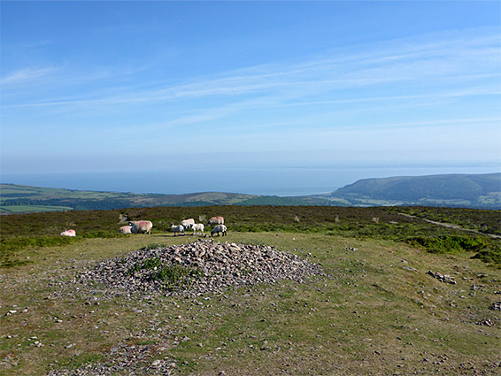 Sheep at the summit