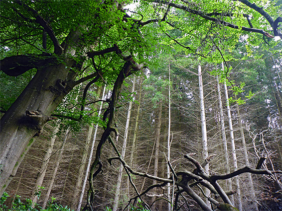 Leafless conifer trunks, in Duns Wood