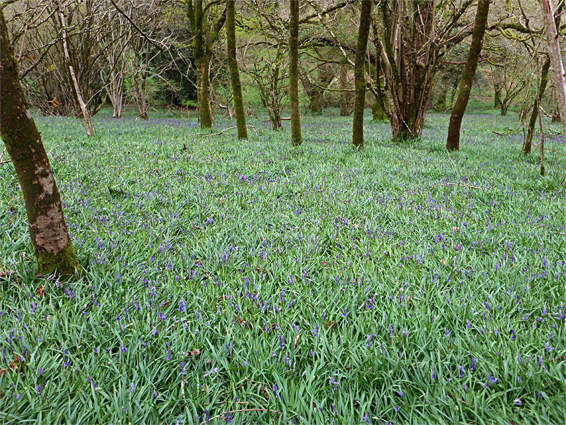 Bluebells