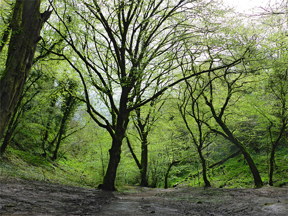 Ebbor Wood