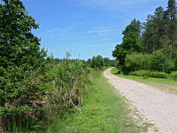 Track through the reserve