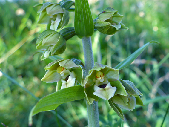 Broad-leaved helleborine