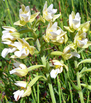 Marsh helleborine