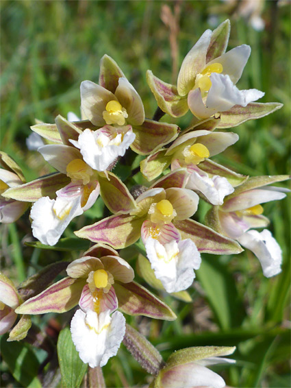 Epipactis palustris (marsh helleborine), Whiteford, Swansea