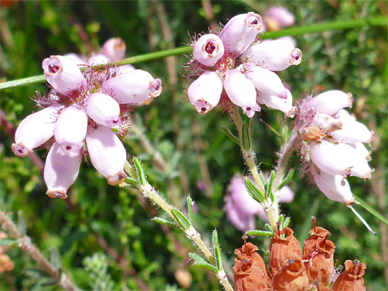 Erica tetralix (cross-leaved heather), Poor's Allotment, Gloucestershire