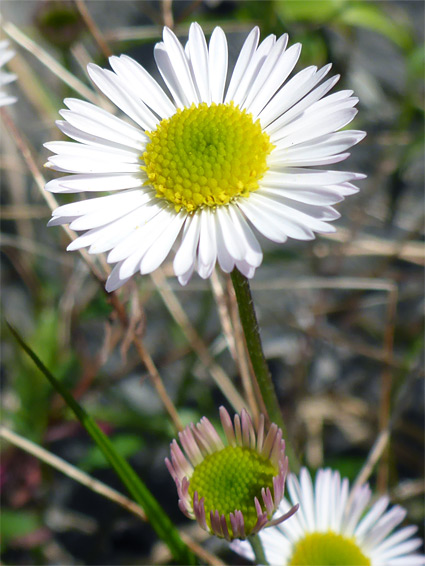 Erigeron karvinskianus (Mexican fleabane), Avon Gorge, Bristol