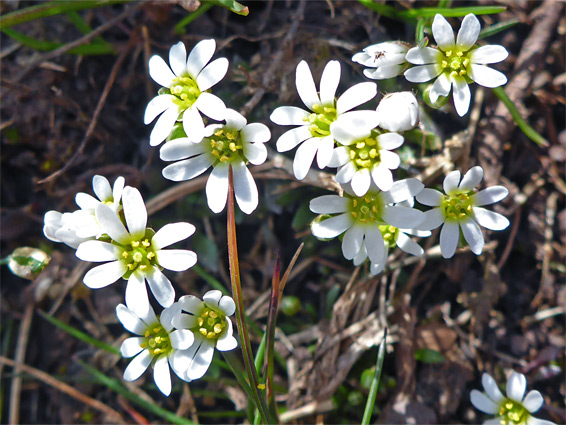 Common whitlowgrass (erophila verna), Black Hill, Herefordshire