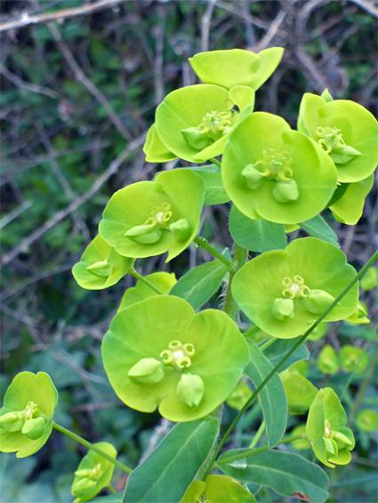 Wood spurge (euphorbia amygdaloides), Portishead, Somerset