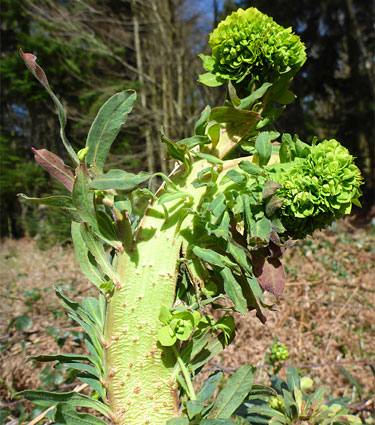 Distorted spurge