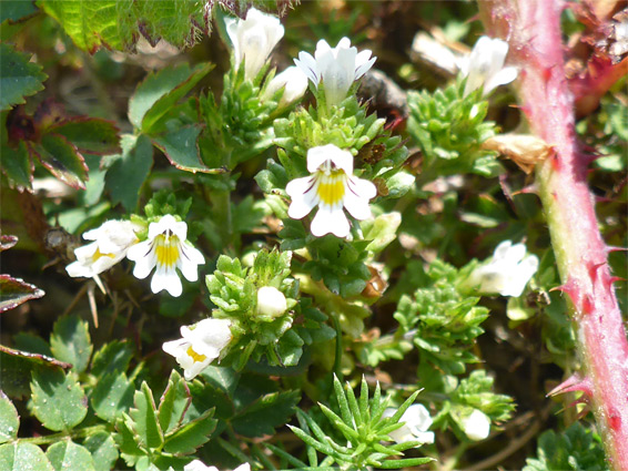 Euphrasia spp (eyebright), Merthyr Mawr, Bridgend