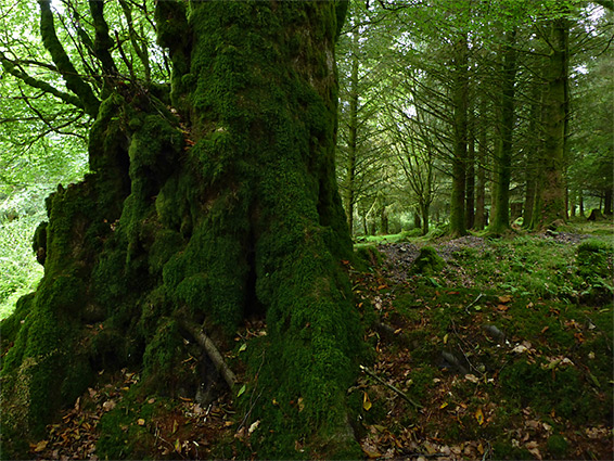 Mossy forest