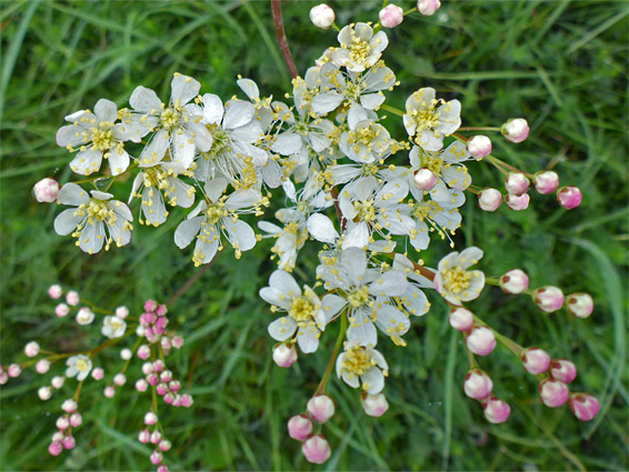 Fern-leaf dropwort