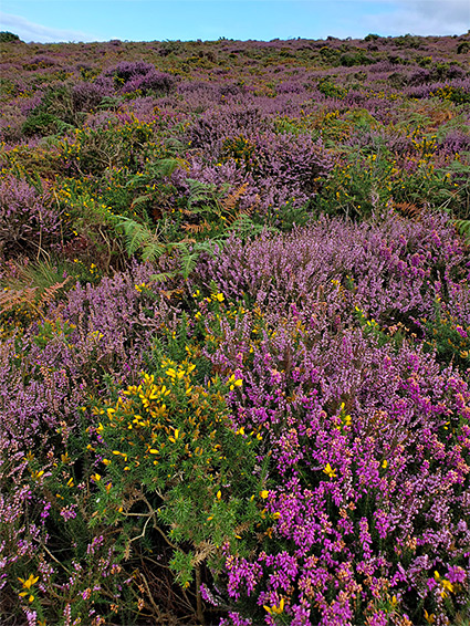 Gorse and heather