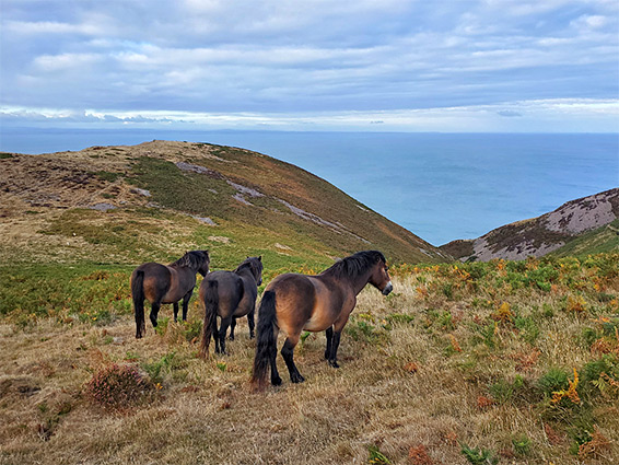 Three Exmoor ponies