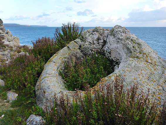 Thrombolite and samphire