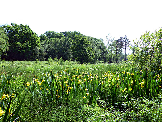 Iris, horsetail and many other plants