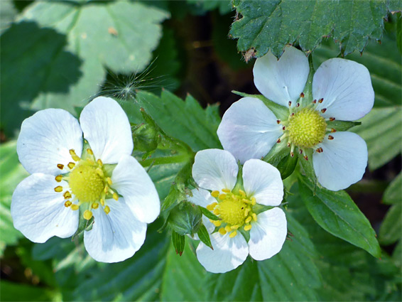 Wild strawberry (fragaria vesca), Avon Gorge, Bristol