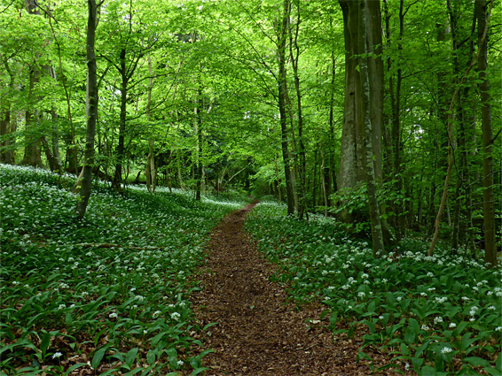 Wild garlic