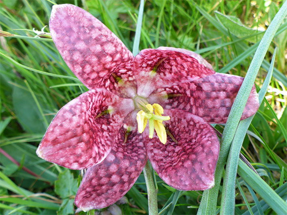 Fritillaria meleagris (snakeshead fritillary), Lower Moor Farm, Wiltshire