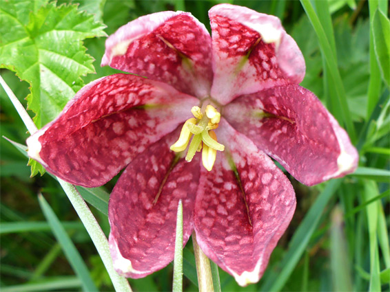 Snakeshead fritillary