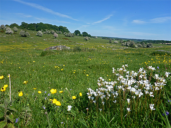 Meadow saxifrage