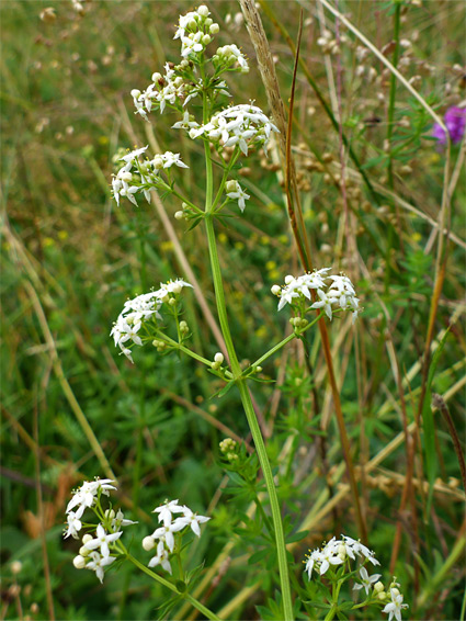 Galium mollugo (hedge bedstraw), Yarley Fields, Somerset