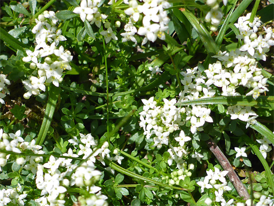 Heath bedstraw (galium saxatile), Edgehills Bog, Gloucestershire