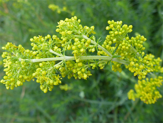 Lady's bedstraw (galium verum), Hollow Marsh Meadow, Somerset