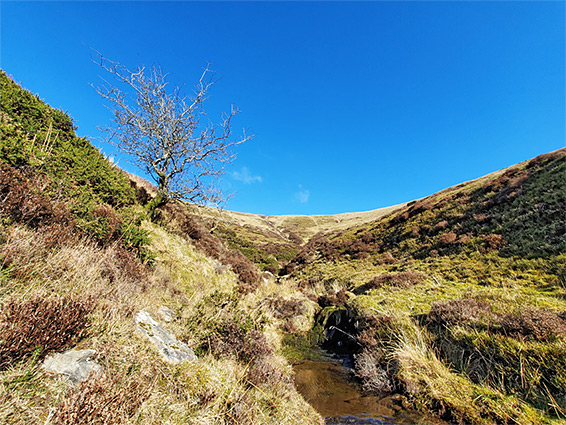 Gargwy Fach