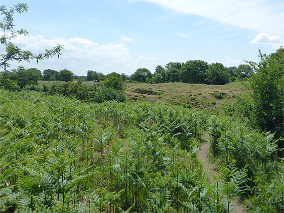 Ferns