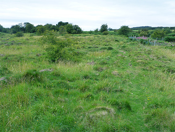 Grassland