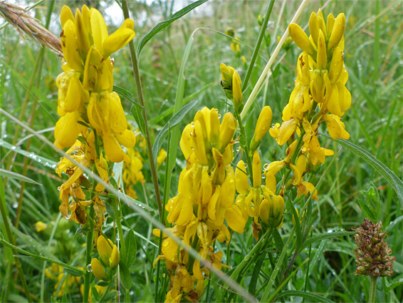 Dyer's greenweed, genista tinctoria