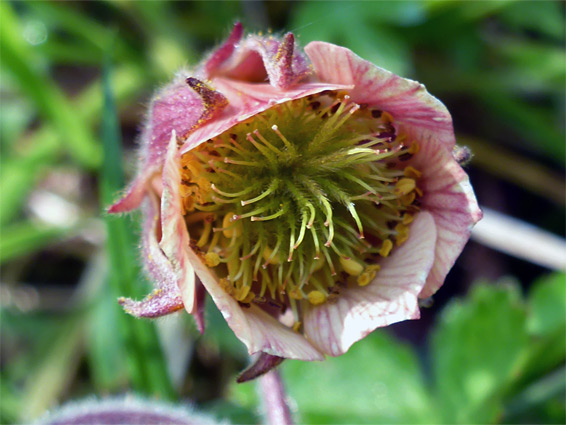 Water avens (geum rivale), Lower Woods, Gloucestershire