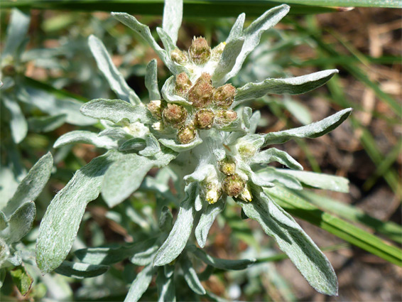 Marsh cudweed (gnaphalium uliginosum), Lippets Grove, Gloucestershire