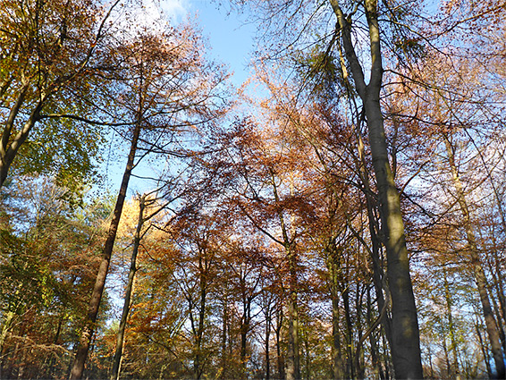 Beech and larch