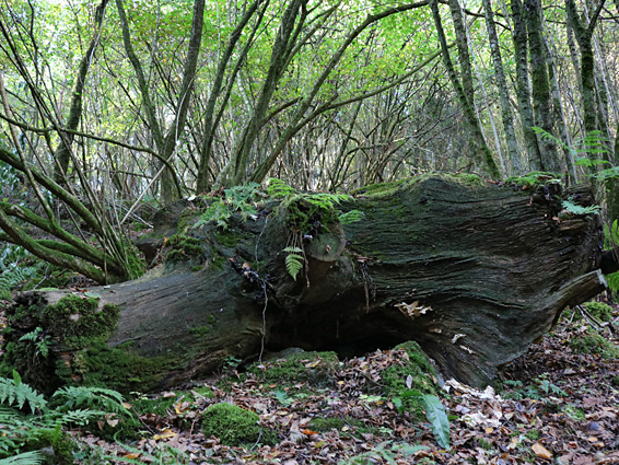 Ancient tree trunk