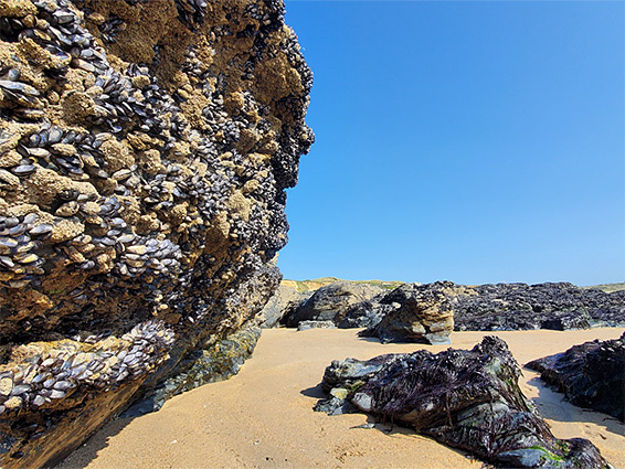 Mussels on rocks